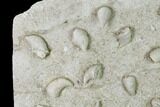 Mississippian Cuneate Coral (Neozaphrentis) Fossils - Arkansas #148667-1